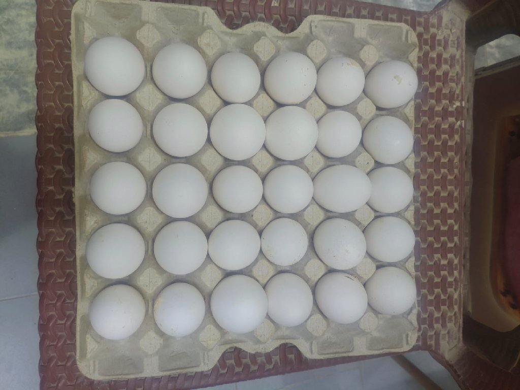 بيض سوبر ابيض - صورة 1